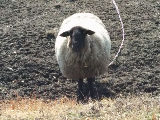 南比良農村広場の向かいにいる羊